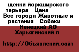 щенки йоркширского терьера › Цена ­ 20 000 - Все города Животные и растения » Собаки   . Ненецкий АО,Харьягинский п.